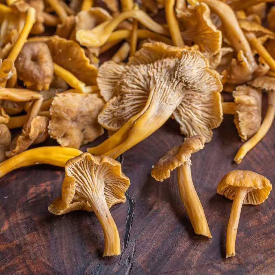 Cantharellus aurora