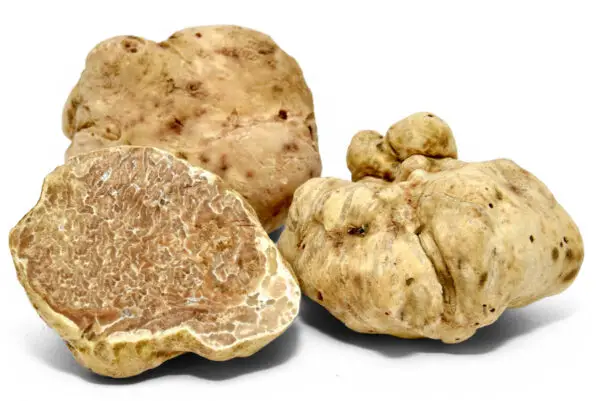 Tuber Magnatum Pico