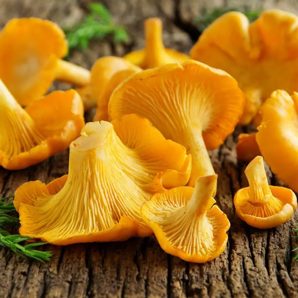 Cantharellus cibarius
