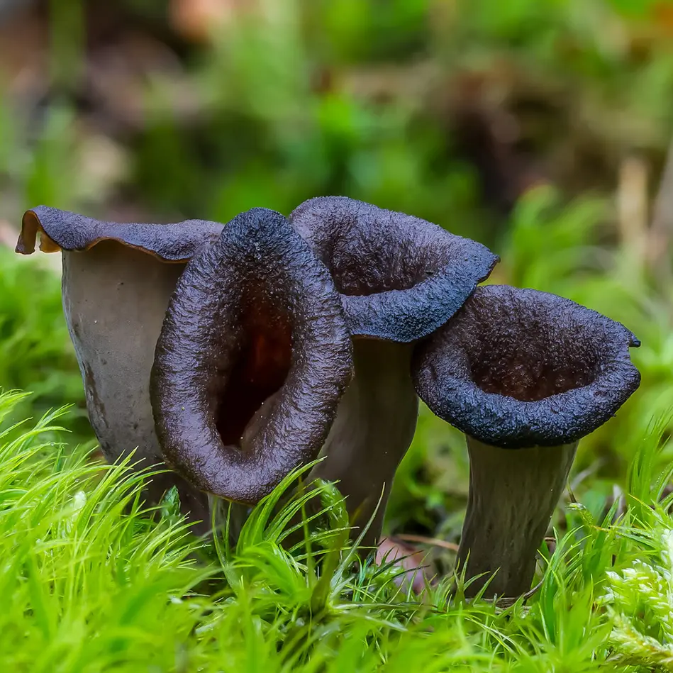 Craterellus cornucopioides