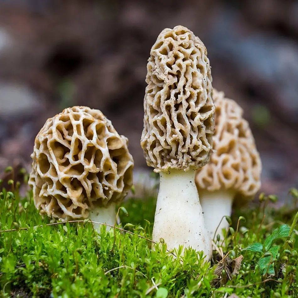 Morchella esculenta