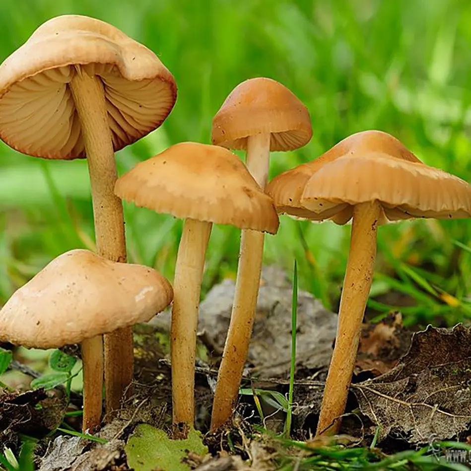 Marasmius Oreades
