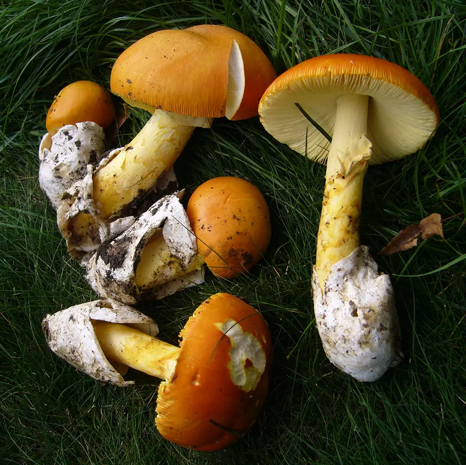 Amanita caesarea