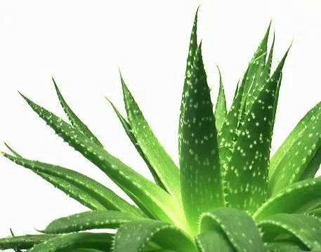 гел от алое вера Aloe Vera gel